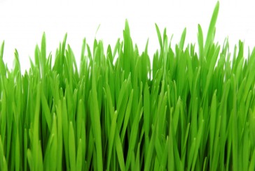 barley-grass-blog-image1-1024x685